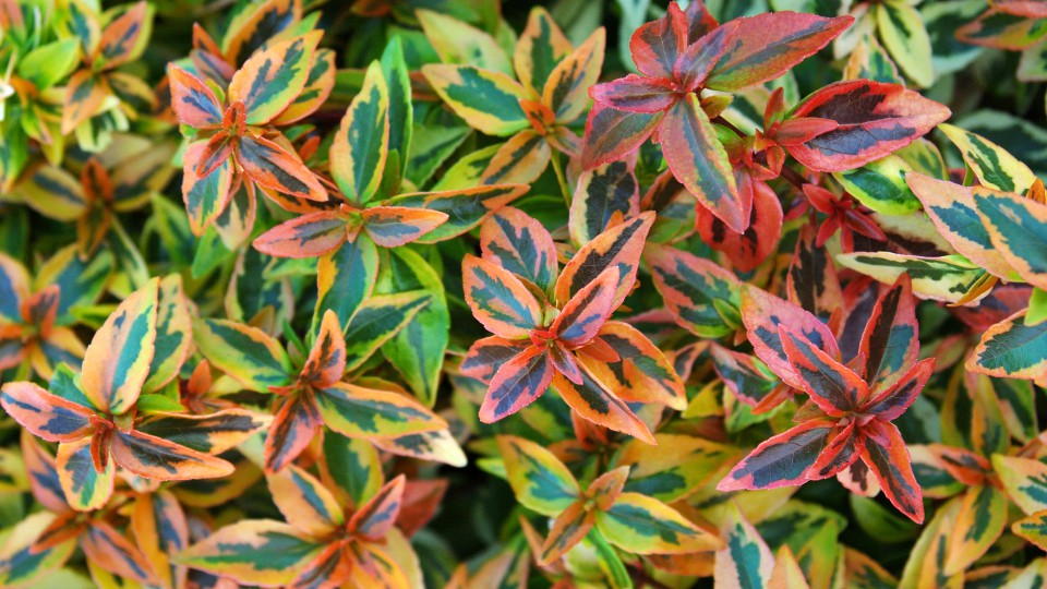 Abelia-Kaleidoscope-003-960x540
